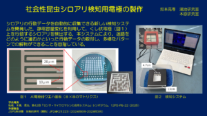 シロアリ検知用電極